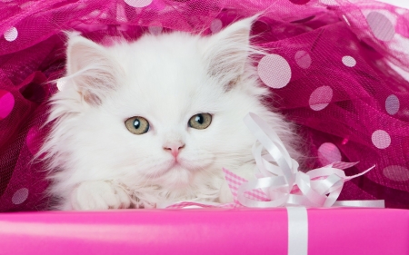 Cute White Kitten - mustache, cat, eyes, kitty, animal, muzzle, look, kitten