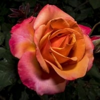 Lovely Rose