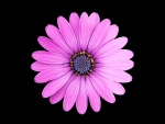 Purple Daisy flower