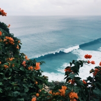 Bushes of Orange Flowers and Further the Sea