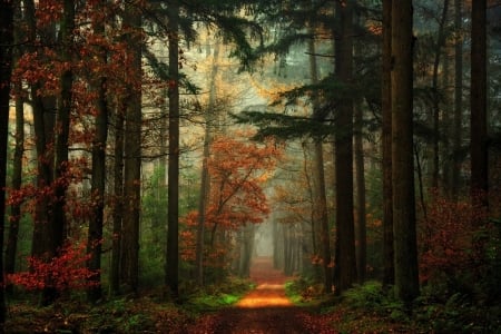 Path in the Mixed Forest, Germany - nature, autumn, trees, forest, path, mist