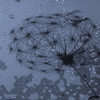 Rain Drops On A Dandelion