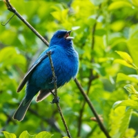 Blue Bird Sitting on a Tree Branch