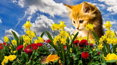 Red-Haired Kitten is Looking Out for a Mouse - cat, clouds, animal, mouse, flowers, garden, kitten