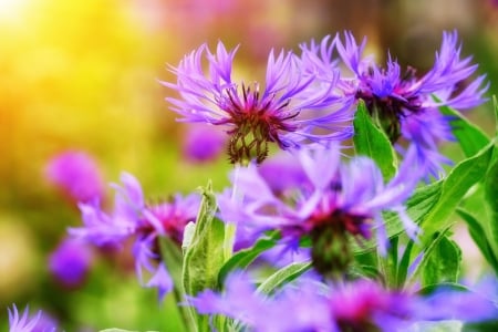 Flower - photo, flower, purple, light