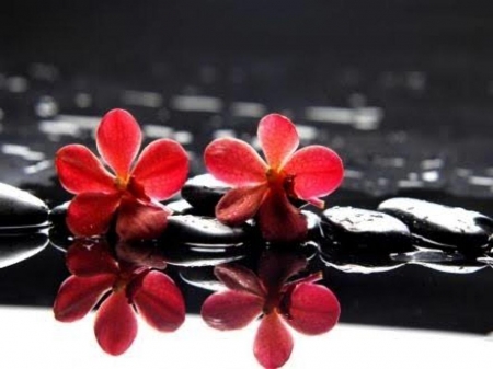 Red flowers on stones - water, flowers, stones, orchid