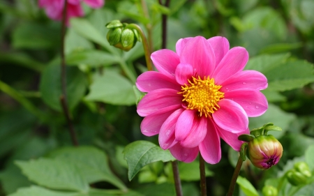 Pink flower - nature, flower, pink, beautiful