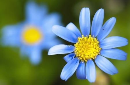 Blue and yellow - flower, yellow, blue, garden