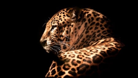 The Leopard - leopard, dark, wild, jungle, magestic, firefox persona theme, big cat