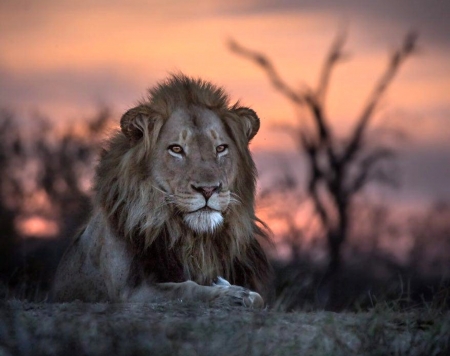 Africa - lion, sunset, nature, africa