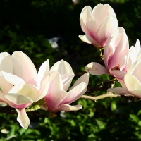 Magnolia