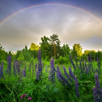 Lupine Thickets Against the Sky and Rainbow