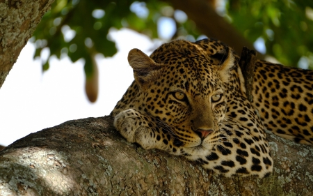 Leopard - nature, leopard, animals, leopards, cats