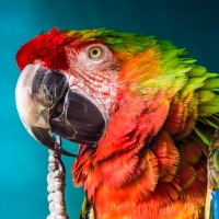 Rainbow Macaw