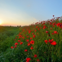 Sunrise Poppy Field