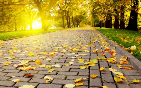 Autumn Leaves on the Path - path, trees, nature, yellow, autumn, lights, sun, leaves