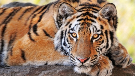 Resting tiger - stripes, beautiful, resting, tiger, alert, big cat