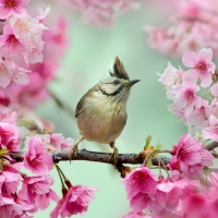 Bird Sits on a Cherry Blossom Branch