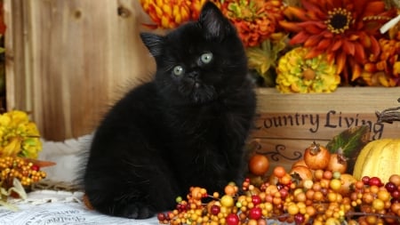 Fluffy Black Kitten Sitting Among Autumn Berries - flowers, berries, black, animal, kitten, autumn, cat