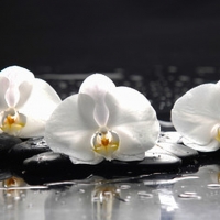 White orchids with stones