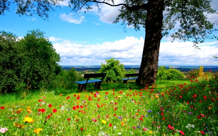 Spring Flowers - landscape, blossoms, meadow, tree