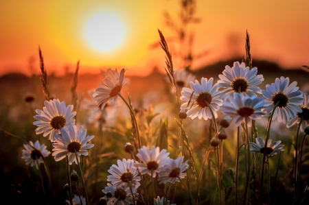 Summer Feelings - sky, blossoms, landscape, flowers, sunset, daisies