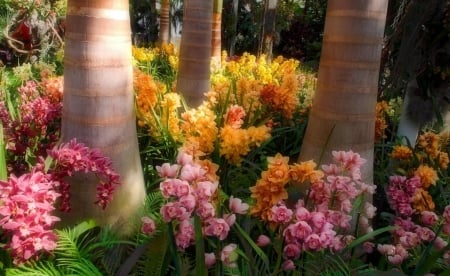 Orchids Garden - colors, blossoms, trees, plants