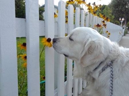 dog joy - flowers, dogs, photography, gardens, cool, animals