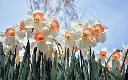 Daffodils - flowers, spring, daffodils, nature