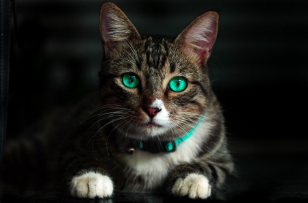 Cat - animal, green, cat, eyes