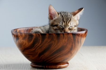 Cat - animal, bowl, feline, cat