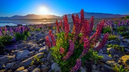 Lupine Flowers on a Stony Lake - flowers, lupine, shore, sunset, nature, mountains, sky