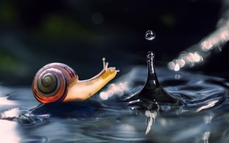 Snail - water drop, splash, water, snail