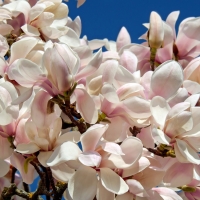 Magnolia