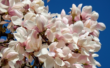 Magnolia - magnolia, white, blue, spring, flower, pink