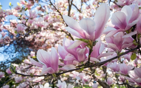 Magnolia - magnolia, spring, flower, pink