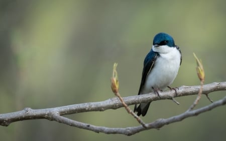 Swallow - bird, pasare, swallow, branch, sporing