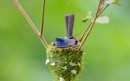 â™¥ - nest, blackhead monarch, pasare, bird, cute, blue, green