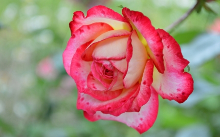 Rose - trandafir, vara, pink, summer, rose, flower