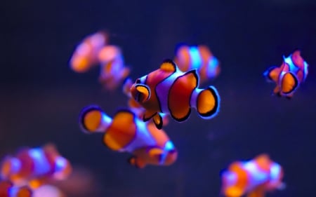 Clownfishs - fish, water, clownfishs, photography