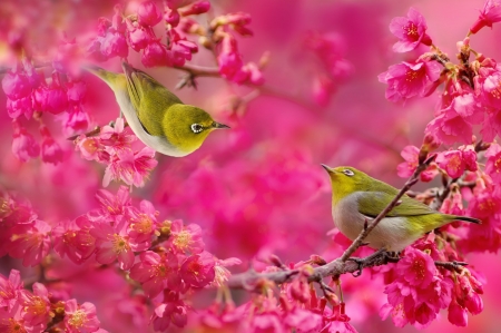 White Eye Birds Couple(Japanese) - blossoms, pink, branch, animal, cherry, ouple, birds