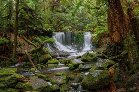 Forest Waterfall - water, tree, forest, waterfall