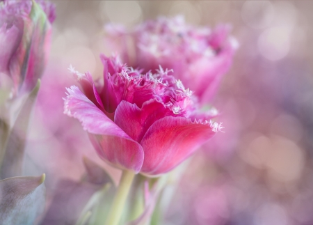 Flowers - nature, flowers, photo, pink