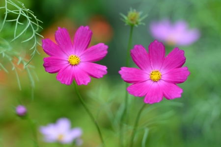 In the garden - nature, purple, garden, flower