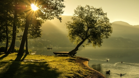 Sun Rays Falling on the Shore of the Lake - rays, nature, swan, lake, trees, sun, shore, birds