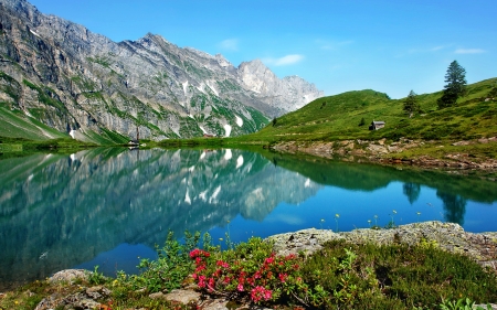 Mountain wildflowers