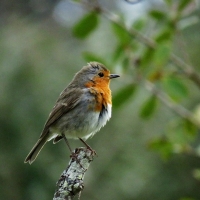 Little Garden Bird