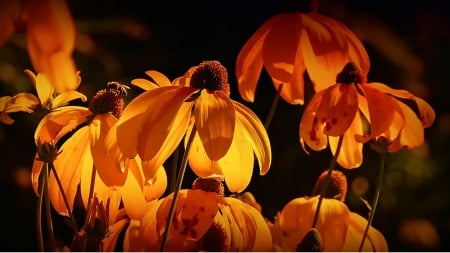 Orange Flower Lights - bee, insect, summer, flowers, garden, firefox persona theme, lights