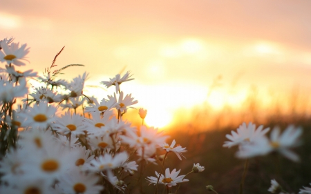 Flowers - nature, flowers, sunset, photo