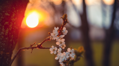 Flowers - flowers, photo, nature, sunset